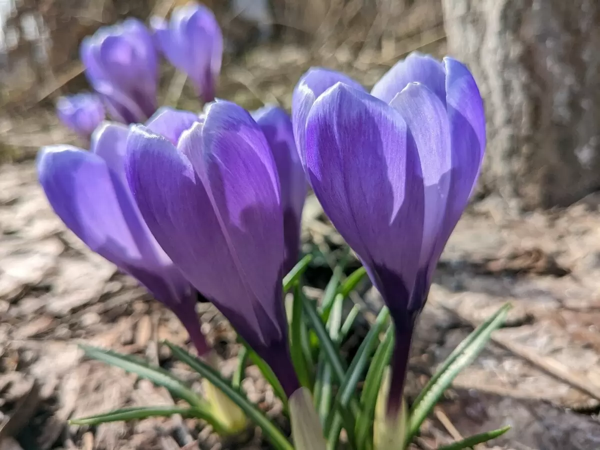 Первоцветы в саду: как апрель пробуждает цветок от зимней спячки