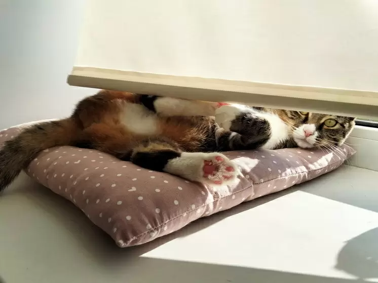 Как вернуть блеск пластиковым подоконникам: эффективные методы очистки без разводов