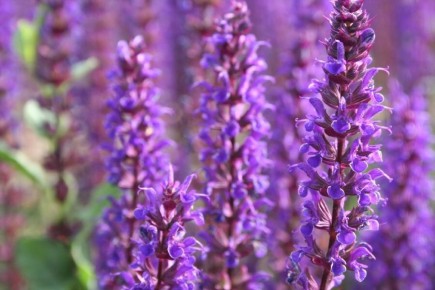 ���� �� ������� ����� ��������: ��� �� �����