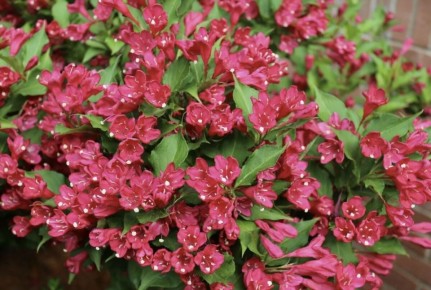 Зачем укрывать вейгелу на зиму: советы по уходу за растением в средней полосе