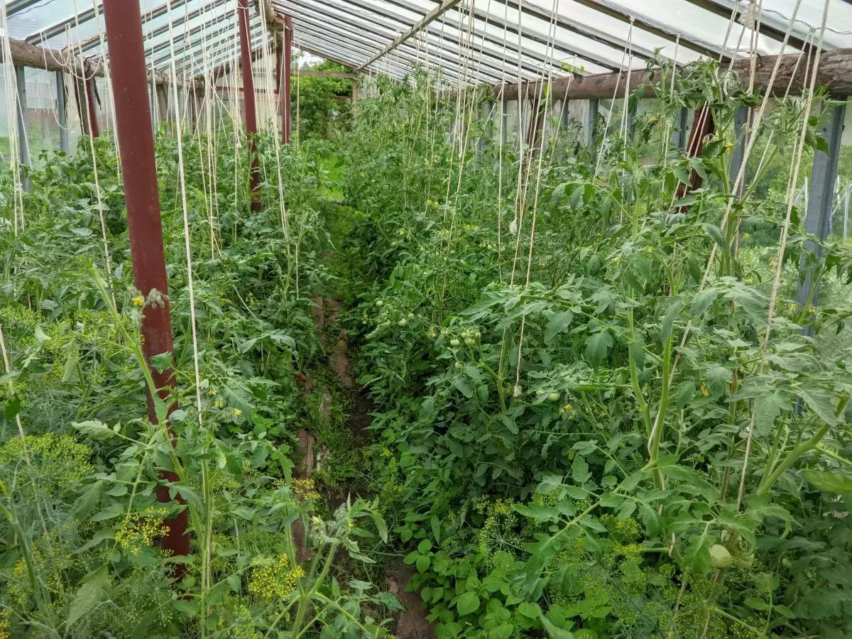 Ошибки при управлении пасынками томатов в августе