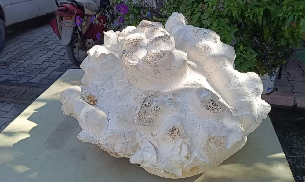 В центре Турции обнаружили гигантский гриб весом почти 20 килограммов