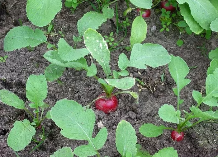 Как добиться идеального урожая редиса: советы селекционера