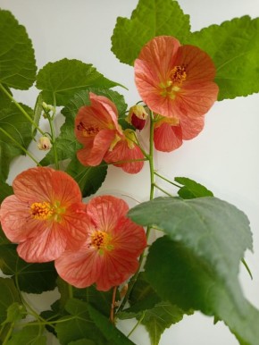 ������� ��������� ����� �� ���������� ����������: ����������� ������