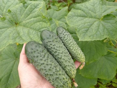 Почему огурцы из теплицы становятся горькими? Причины и решения