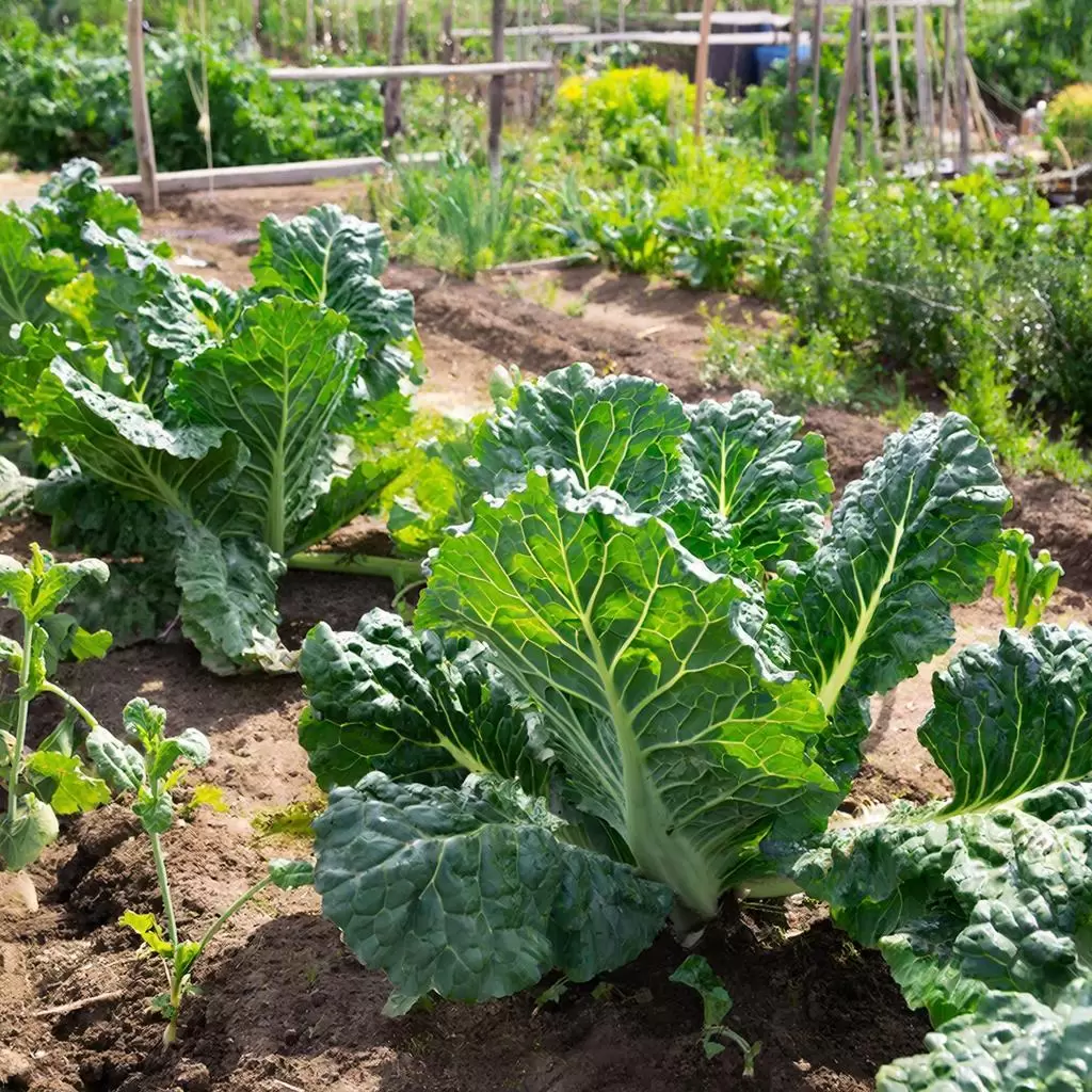 Как сохранить капусту до лета: секреты успешного хранения