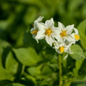 ��� ������� ��������� ���� ��������� ��� ��������: ������ ���������