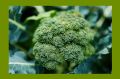 Брокколи: три привлекательных рецепта