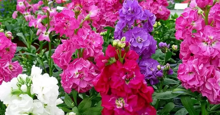 Многолетники, которые цветут уже в первый год