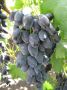 Виноград СК-28: ранний и урожайный сорт с неординарными ягодами