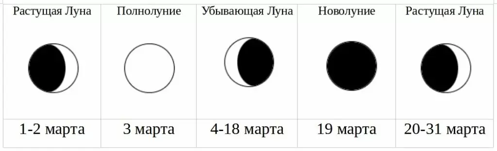 Секреты посадки помидоров в 2026 году: советы по лунному календарю
