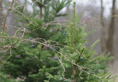 ��� ��������� ������������ � ������� �������������: ������� �������� ���������