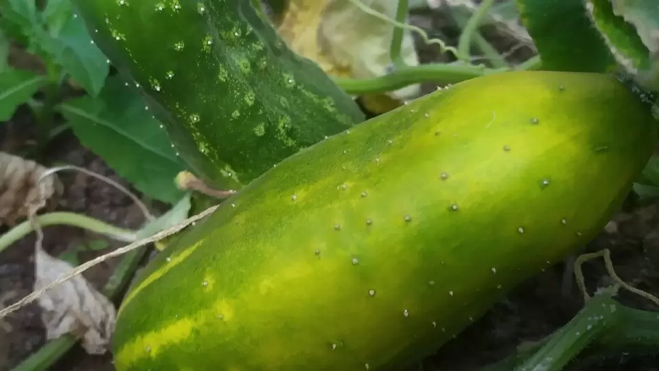 Неудержимые огурцы: как излишки урожая становятся необычной закуской