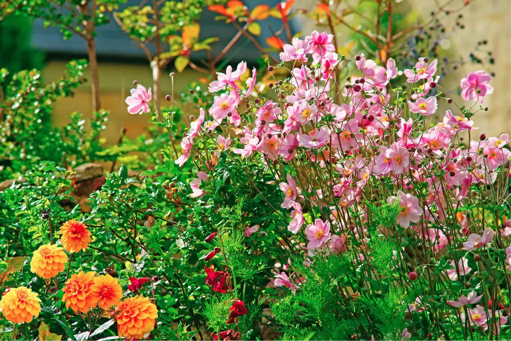 Осенние анемоны: продолжители цветочного сезона в вашем саду