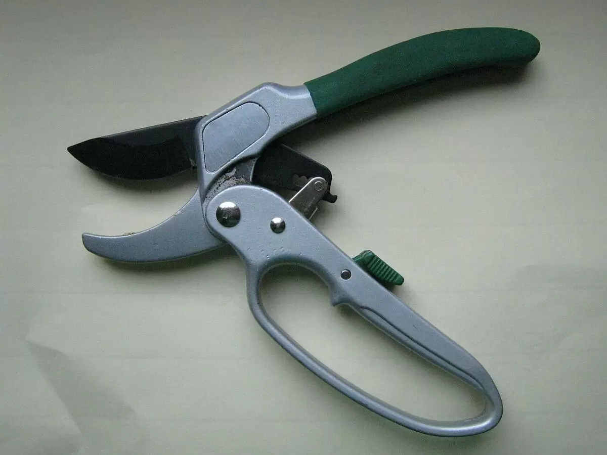 Как обрезка деревьев может навредить вашим растениям: основные ошибки и их последствия