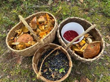 Сюрпризы зимнего леса