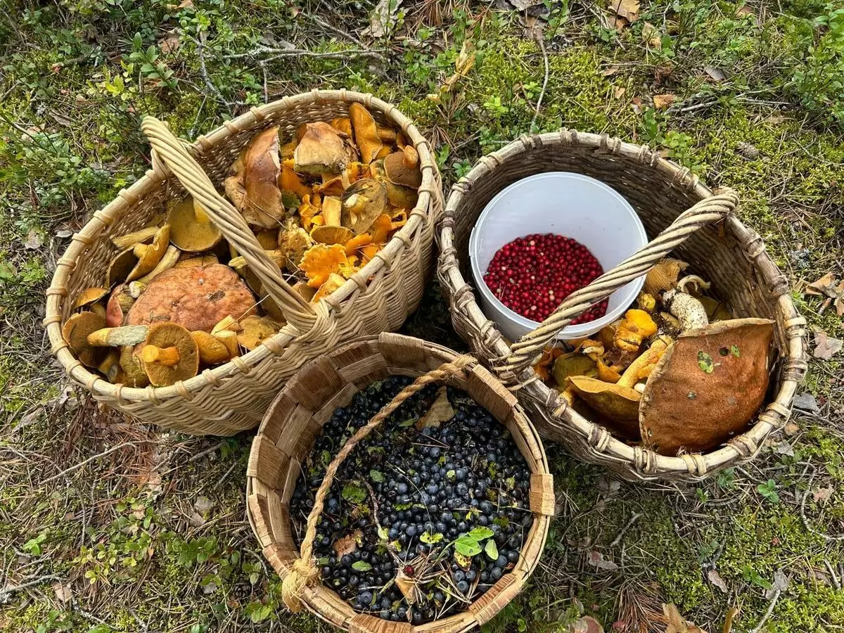 Сюрпризы зимнего леса