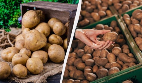 ��� ��������� �������� �� �����: ������� ������� ��������