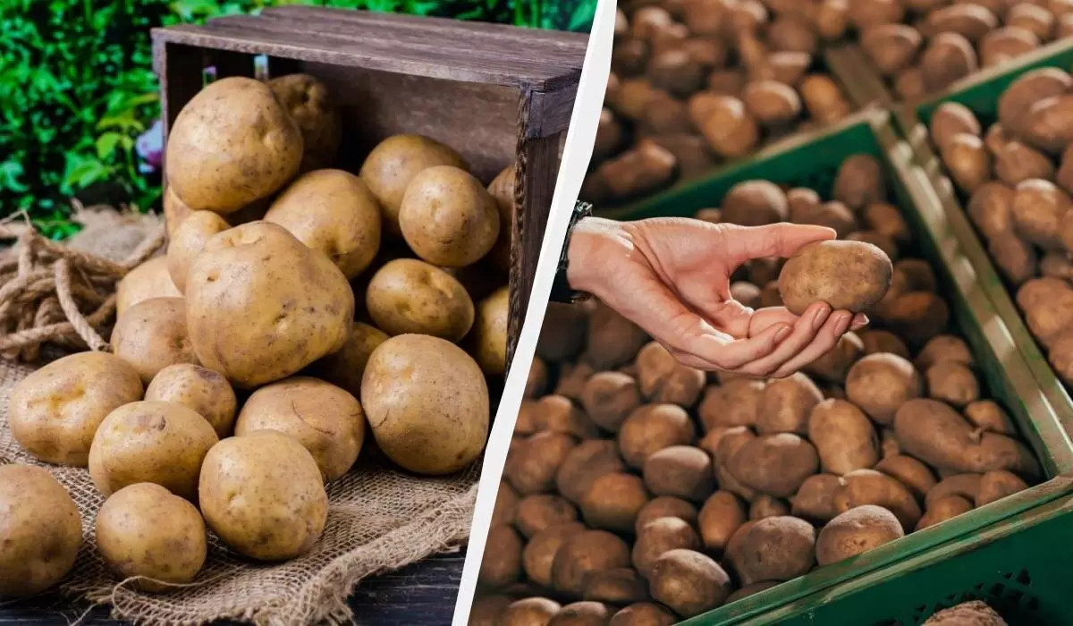 Как сохранить картошку до весны: простые секреты хранения