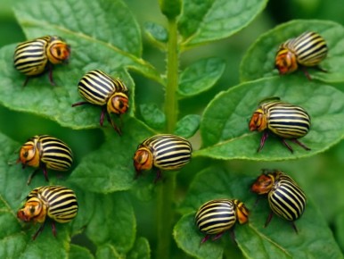 ��� ���������� �������� ��������� �� ������������ ���� � ������ ��������