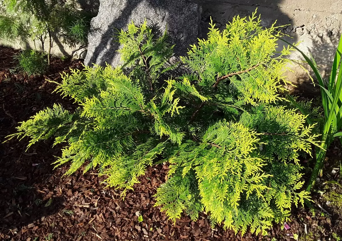 Кипарисовик или туя: как отличить эти хвойные растения