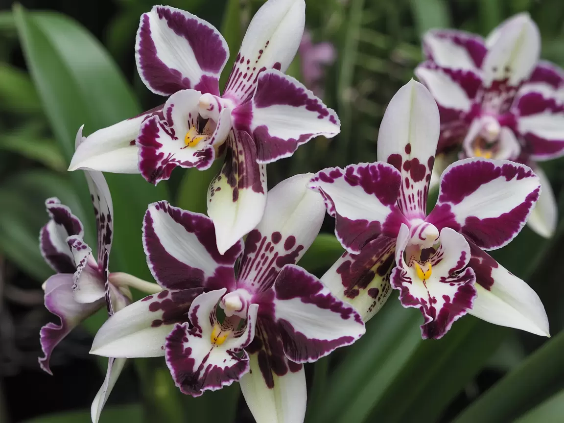 Сад, полный угроз: какие цветы могут разрушить вашу ухоженную зелень?