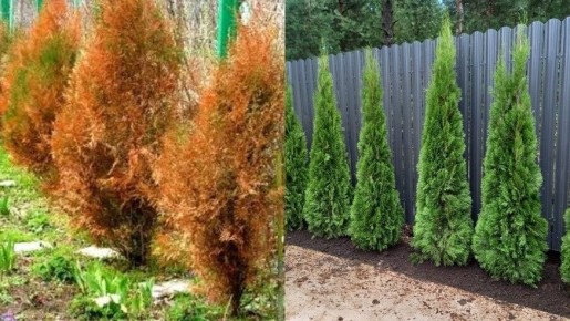 Солнечные ожоги хвойных: как защитить и восстановить ваши растения