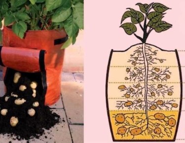 ������������ ����� ������������� �����������: ������� ��������� ������