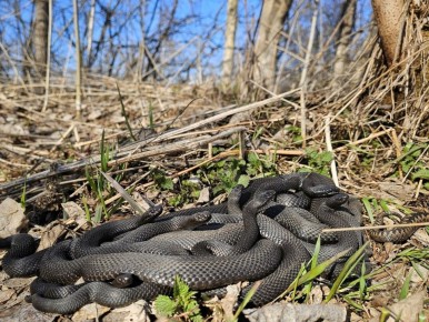 ��������� ������� ������ ���������� ����� ������������� �����