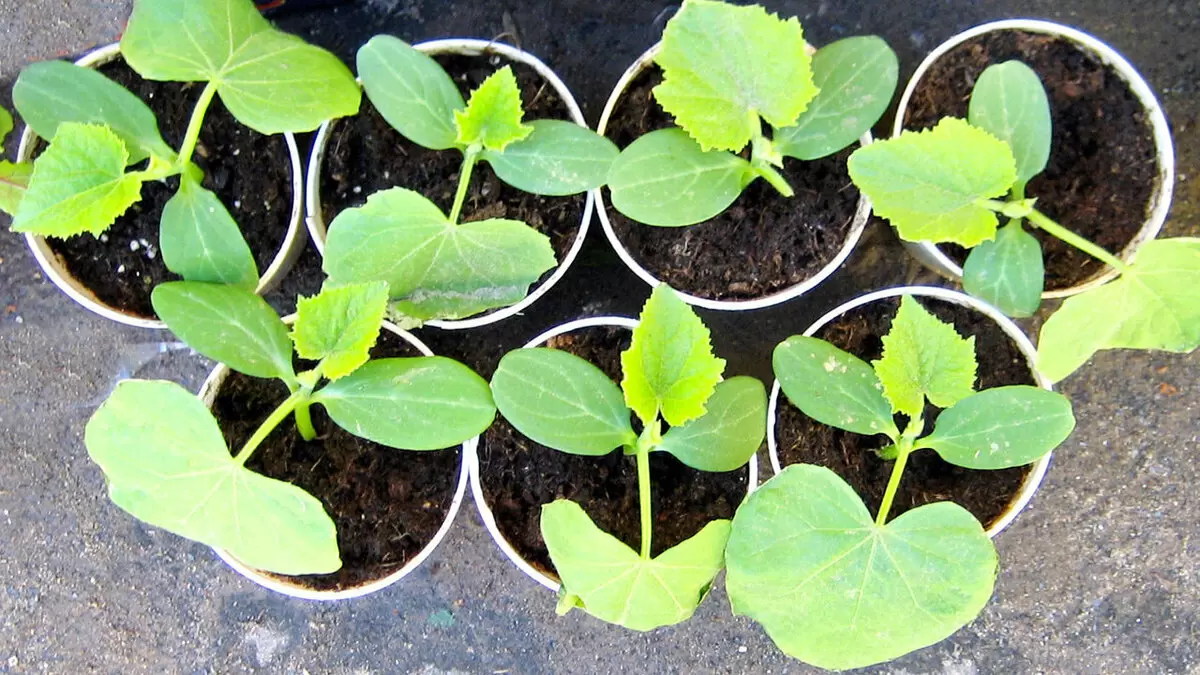 Секреты раннего урожая огурцов: как получить отличный результат на своём огороде