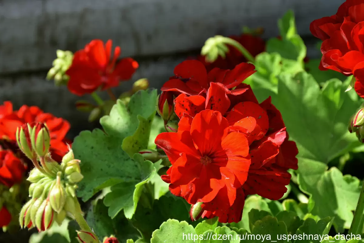 Секреты прекрасной герани: как добиться обильного цветения и быстрого роста