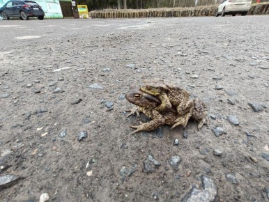 В Перми вновь организуют жабий патруль
