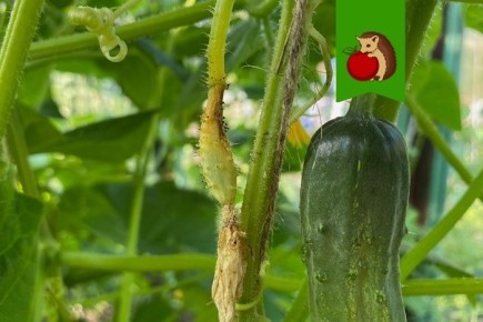 Почему желтеют и опадают завязи огурцов: простые секреты для здорового урожая