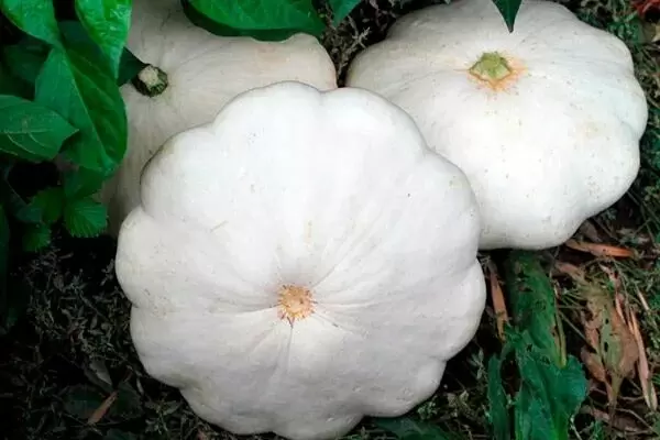 Патиссон Чебурашка: как вырастить урожай, который покорит вашу кухню