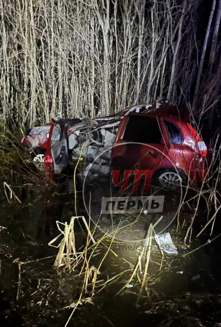 На трассе в Прикамье сбили лося — водитель и животное погибли