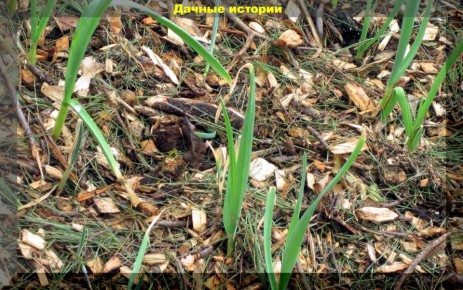 ��� ��������� ������� ������ ��� ���� � �������: �������� ������