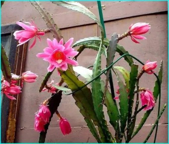 ���������: ������ ��������� ������ ��������� ������