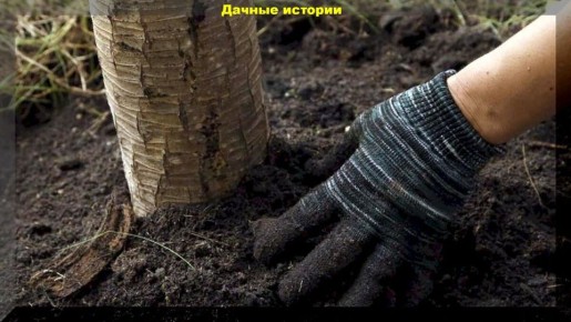 Почему поздняя осенняя подкормка яблонь — залог успешного урожая