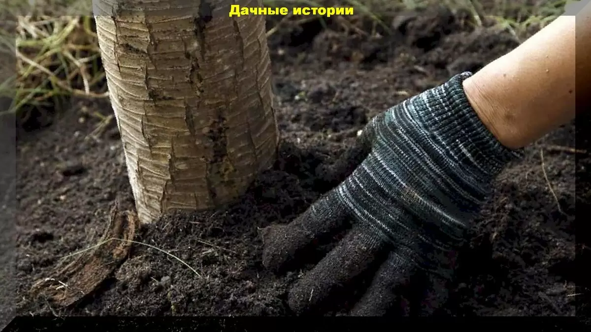 Почему поздняя осенняя подкормка яблонь — залог успешного урожая