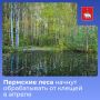 Пермские леса начнут обрабатывать против клещей