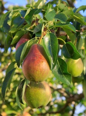 ����� �� ��� ������: ��������� ���� � ������ �� �������������� �������� �����