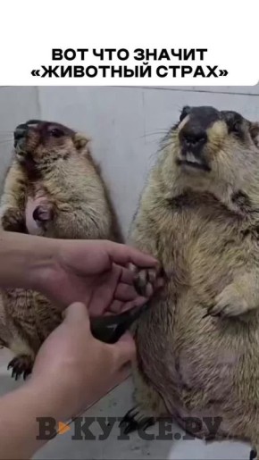 Вечернее, веселое на «В курсе.ру»