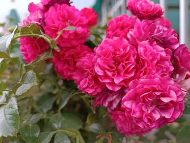 ��� ������ ���� �� ������ �����: ������ �� ����� ������