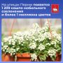 На улицах Перми появятся 1 209 кашпо мобильного озеленения и более 1 миллиона цветов