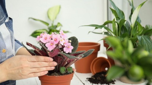 Как простые ингредиенты вернули жизнь комнатным цветам