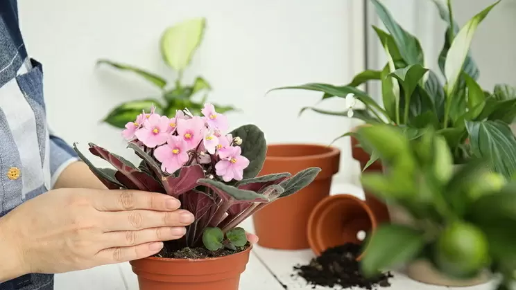 Как простые ингредиенты вернули жизнь комнатным цветам