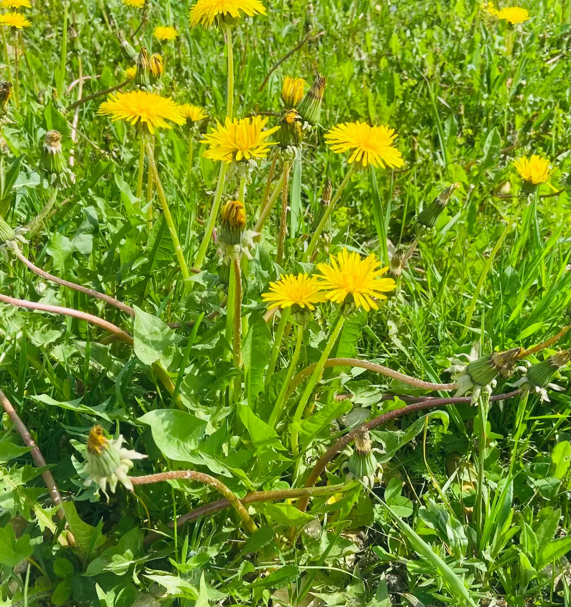 Одуванчики: непризнанные герои дачного участка