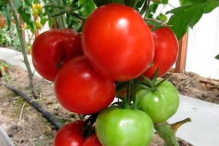 ������ �����: ����� ��������� ����� � ����������