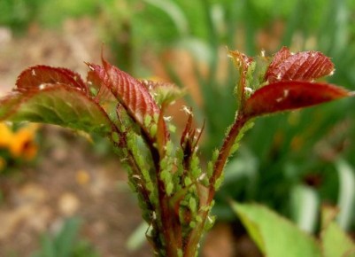 ���� � ����� ����: ���� ����� �������� ��������