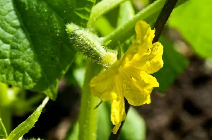 Как избежать ошибок при выращивании огурцов: три критичных момента